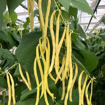 Organic Climbing French Bean Sunshine Seeds - Golden Yellow Stringless ...