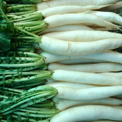 Organic Mooli Radish Minowase White Root - Fast Growing, Mild Flavour ...