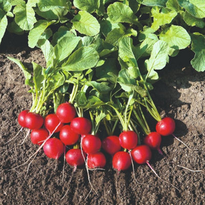 Organic Rudolf Radish Seeds - Crisp Red Roots Sweet Flavor Easy Grow ...