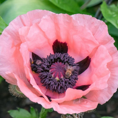 Poppy Oriental Poppy Princess Victoria Louise - Apricot Pink Black