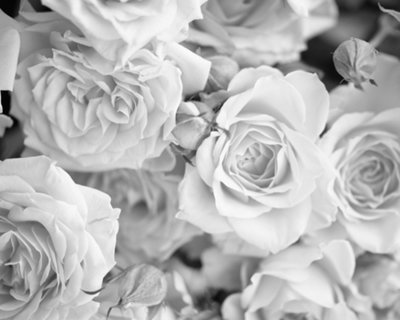 Origin Murals Grey Large Petal Roses Matt Smooth Paste the Wall Mural ...