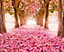 Origin Murals Pink Blossom Flowers on a Pathway of Trees Matt Smooth Paste the Wall Mural 350cm wide x 280cm high