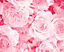 Origin Murals Pink Roses Matt Smooth Paste the Wall Mural 350cm wide x 280cm high