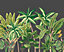 Origin Murals Tropical Palm Trees Black Matt Smooth Paste the Wall 300cm wide x 240cm high
