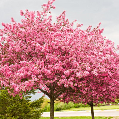Ornamental Chinese Redbud Cercis Chinensis 'Avondale' Tree in a 9cm Pot