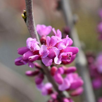 Ornamental Chinese Redbud Cercis Chinensis 'Avondale' Tree in a 9cm Pot