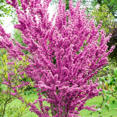Ornamental Chinese Redbud Cercis Chinensis 'Avondale' Tree in a 9cm Pot
