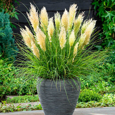 ortaderia 'Tiny Pampa' in 9cm Pots Pampus Grass for Gardens Ready to Plant Pampus Grass
