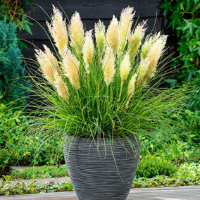 ortaderia 'Tiny Pampa' in 9cm Pots Pampus Grass for Gardens Ready to Plant Pampus Grass