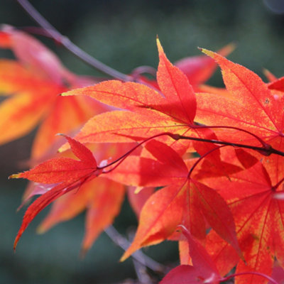 Osakazuki Japanese Maple Shrub Plant Acer Palmatum 3L Pot 40cm Grafted