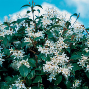 Osmanthus Burkwoodii Garden Shrub - Fragrant White Flowers, Compact Size, Hardy (15-30cm Height Including Pot)