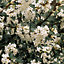 Osmanthus Delavayi Garden Shrub - Fragrant White Flowers, Compact Size (10-30cm Height Including Pot)