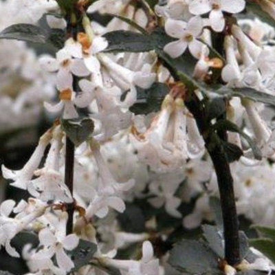 Osmanthus Delavayi Garden Shrub - Fragrant White Flowers, Compact Size (10-30cm Height Including Pot)