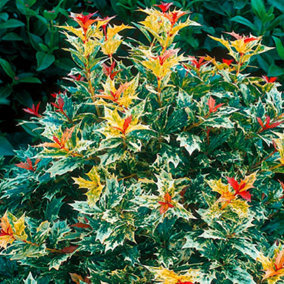Osmanthus Goshiki Garden Shrub - Variegated Foliage, Fragrant White Flowers, Compact Size, Hardy (15-30cm Height Including Pot)