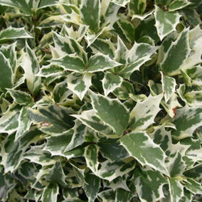 Osmanthus Variegatus Garden Shrub - Variegated Foliage, Fragrant White Flowers, Compact Size, Hardy (15-30cm Height Including Pot)