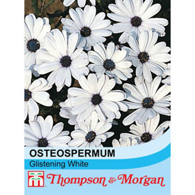 Osteospermum African Daisy Glistening White 1 Seed Packet (80 Seeds)