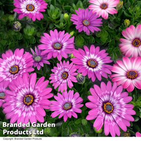 Osteospermum Flower Power Lavender Feather 30mm Plug Plant x 10