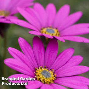 Osteospermum Hardy In the Pink 48mm Plug Plant x 3