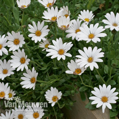 Osteospermum Hardy Snow Pixie 3 Jumbo Plug Plants 40mm