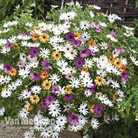 Osteospermum Trailing Falling Stars 10 PostiPlug Plants (4 Erato Basket Purple, 4 Erato Basket White, 2 Erato Basket Yellow)