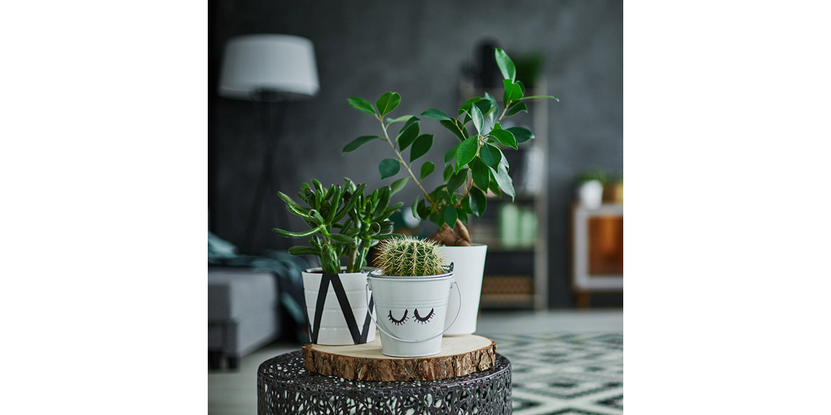 house-plants-ideas-advice-indoor-plants-b-q
