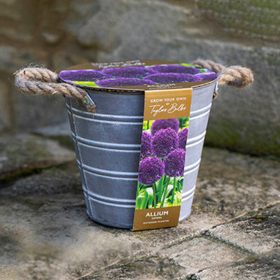 Outdoor Metal Bucket Allium Planter plus Bulbs and Compost