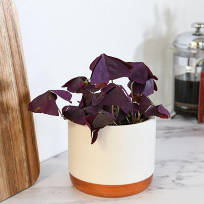 Oxalis triangularis Purple 2 x 12cm Pots - Brazilian Butterfly Plant ...