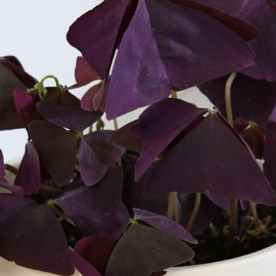 Oxalis triangularis Purple 2 x 12cm Pots - Brazilian Butterfly Plant ...