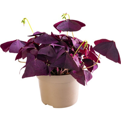 Oxalis Triangularis Purple - Indoor House Plant for Home Office, Kitchen, Living Room - Potted Houseplant (15-25cm)