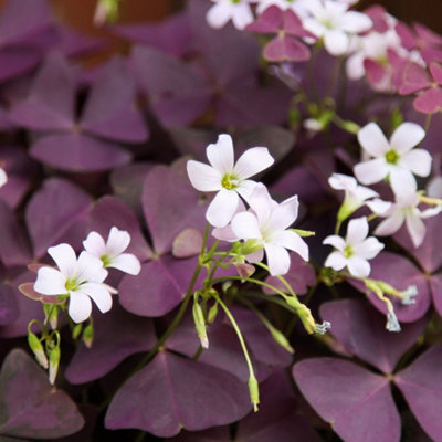 Oxalis Triangularis Purple - Indoor House Plant for Home Office ...