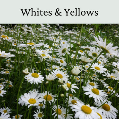 Oxeye Daisy Seed - Wild Flowers for Beds and Borders - White and Yellow - 20g - 3
