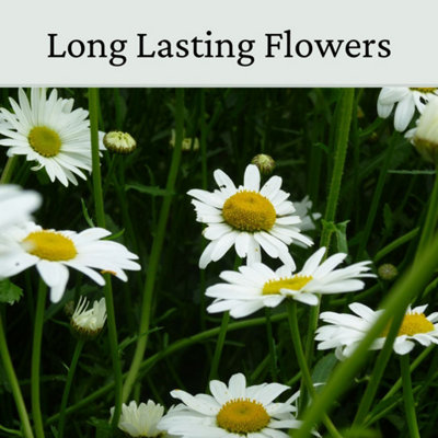 Oxeye Daisy Seed - Wild Flowers for Beds and Borders - White and Yellow - 20g - 4