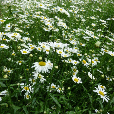 Oxeye Daisy Seed - Wild Flowers for Beds and Borders - White and Yellow - 20g - 5
