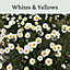 Oxeye Daisy Seed - Wild Flowers - White and Yellow - 20g