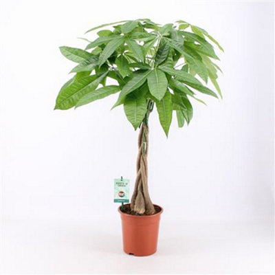 Pachira Aquatica, 19cm Pot Size, 80cm Tall, Money tree, Indoor Houseplant