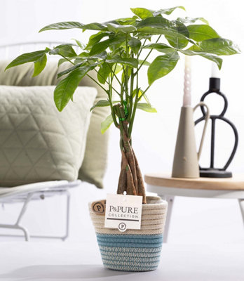 monstera palm Green Monstera Palm Leaves Pack