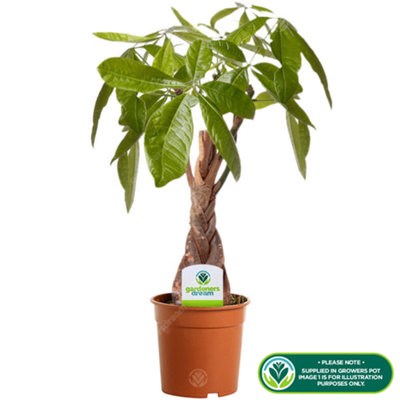 Pachira Aquatica - Indoor Houseplant, Lucky Money Tree, Compact Size ...