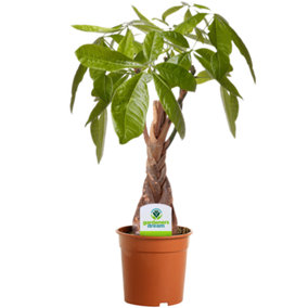 Pachira Aquatica - Lucky Money Tree with Braided Trunk (25-35cm Height Including Pot)