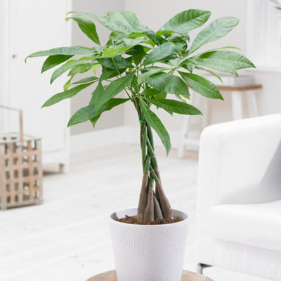 Pachira Aquatica 'Money Tree' in a 12cm Pot House Plants Evergreen Air ...