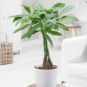 Pachira Aquatica 'Money Tree' in a 12cm Pot House Plants Evergreen Air Purifying Plants Indoor Plants