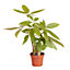 Pachira Aquatica 'Money Tree' in a 12cm Pot House Plants Evergreen Air Purifying Plants Indoor Plants