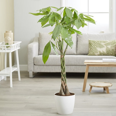 Pachira Aquatica Money Tree Indoor Foliage Plant 13cm Pot 45cm Tall