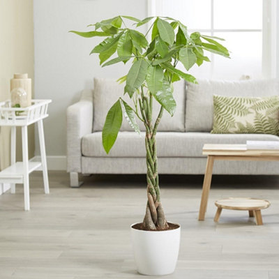 Pachira Aquatica Money Tree Indoor Live 150cm Plant Indirect Light 27cm Pot