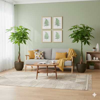 Pachira Aquatica - Money Tree Indoor Plant pack of 2