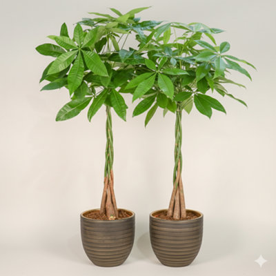 Pachira Aquatica - Money Tree Indoor Plant pack of 2