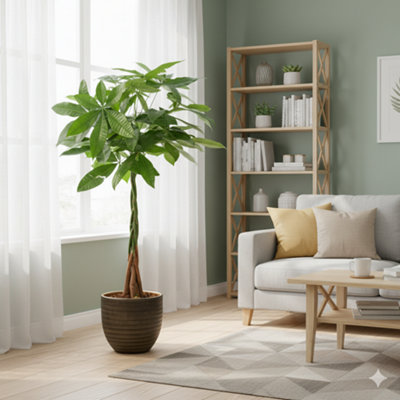 Pachira Aquatica - Money Tree Indoor Plant