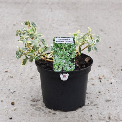 epipremnum variegata Epipremnum pinnatum variegata 8