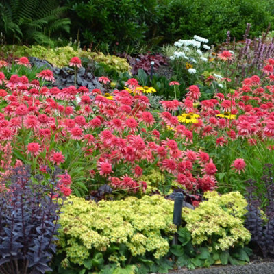 Pack of 12 Mixed Winter Hardy Perennial Plants in 9cm Pots - Garden Ready Autumn Bedding Plants in 9cm Pots Garden Plants Extremel