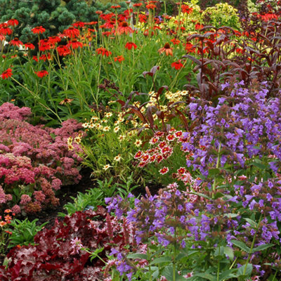Pack of 12 Mixed Winter Hardy Perennial Plants in 9cm Pots - Garden Ready Autumn Bedding Plants in 9cm Pots Garden Plants Extremel - 3