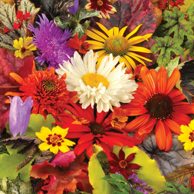 Pack of 12 Mixed Winter Hardy Perennial Plants in 9cm Pots - Garden Ready Autumn Bedding Plants in 9cm Pots Garden Plants Extremel - 4
